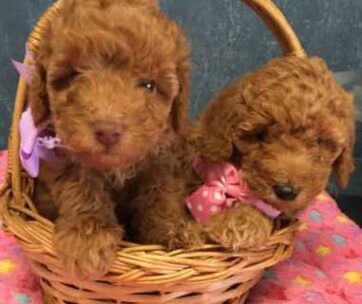 Bella – Cream Delight, Reserve in New Jersey