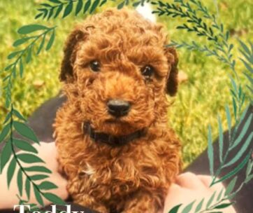 Dark Red Miniature Toy Poodle Puppies