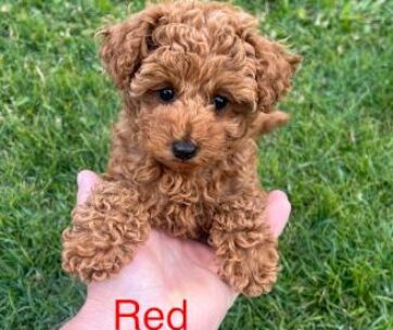 Dark Red Home-Nurtured Toy Poodles