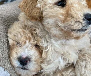 Apricot Toy Poodle Puppies