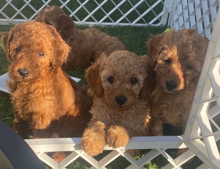 2.1 Mini Poodles
