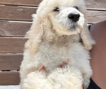 Adorable Home-Raised Standard Poodle Puppies