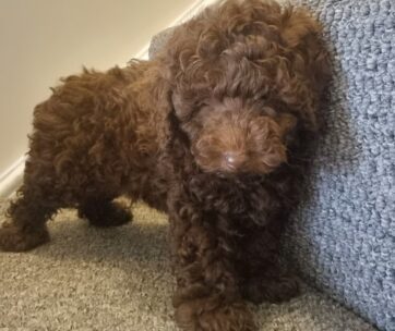 23. beautiful tiny toy poodles