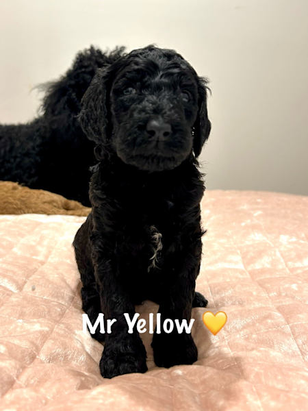 31.1 Standard Poodles