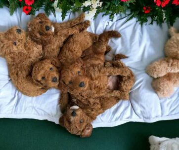Reserve a Toy Poodle puppy with delivery