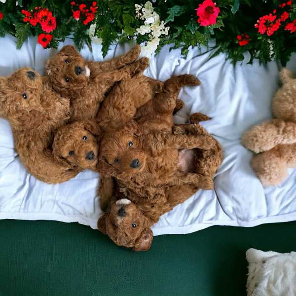 Buy Toy Poodle puppies online Toy Poodle puppies for sale near me